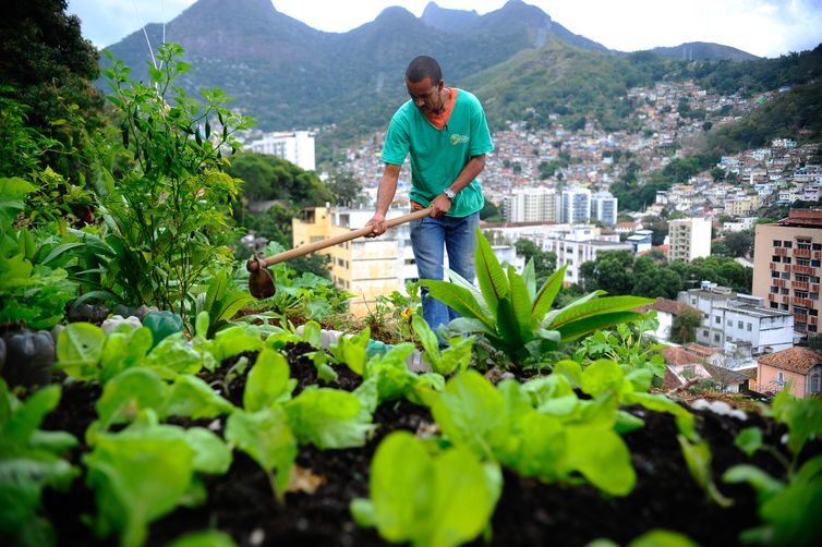 Nova lei pretende estimular a produção de alimentos nas cidades