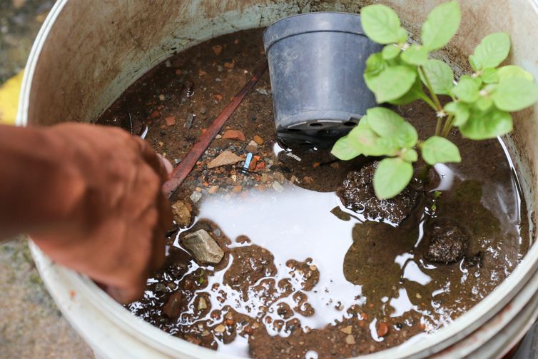 Brasil ultrapassa marca de 5 mil mortes por dengue